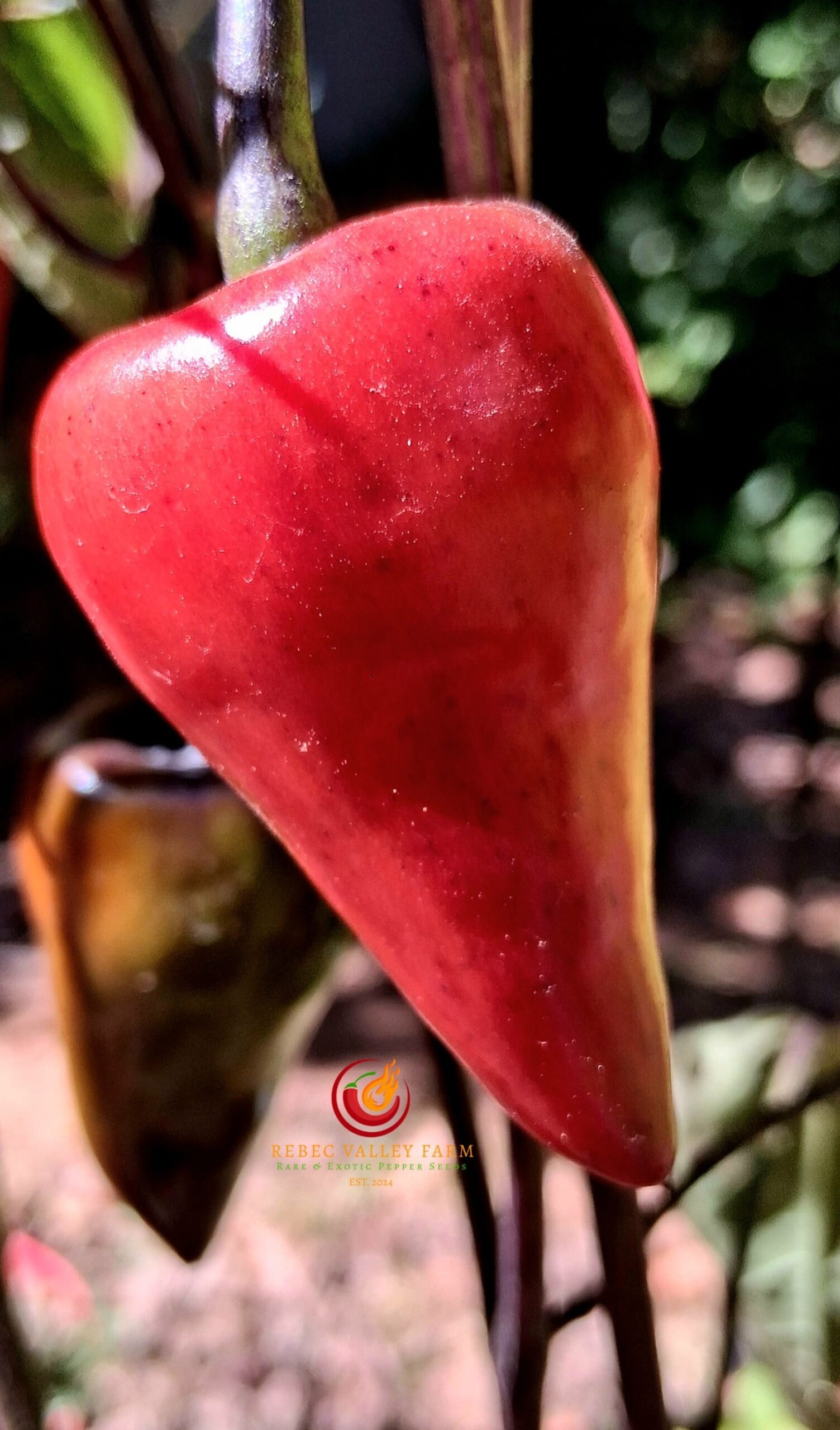 Deadpool Jalapeno Pepper - Image 3