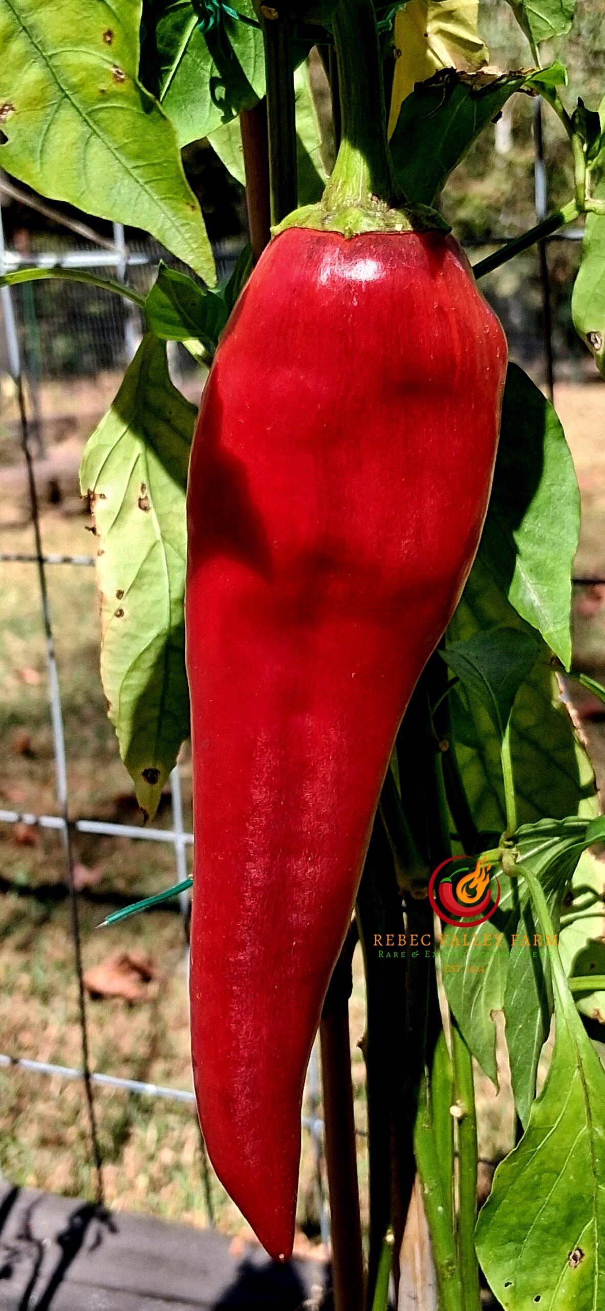 Purple Marconi Pepper - Image 3