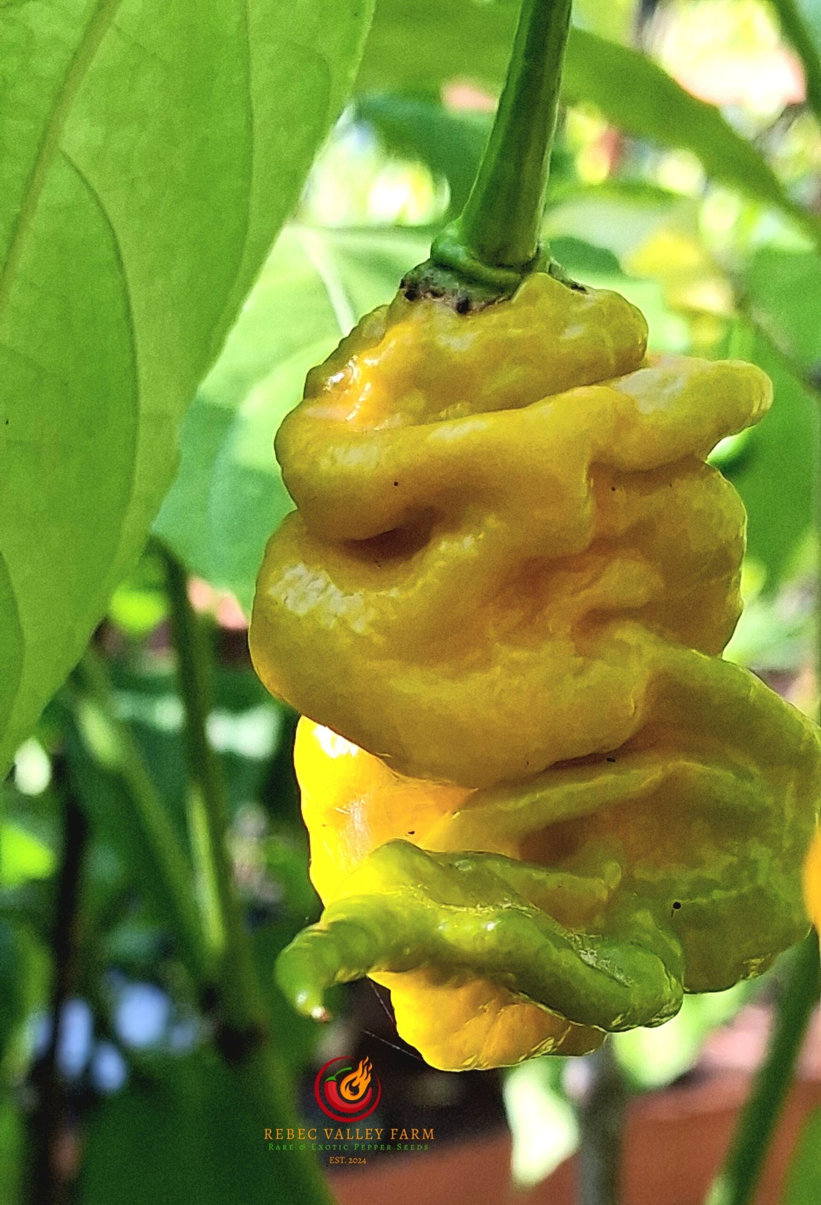 Golden Tiberius Mauler Pepper - Image 3