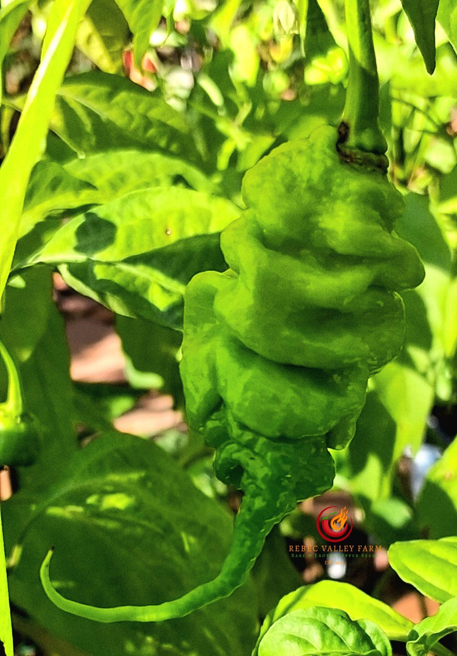 Golden Tiberius Mauler Pepper - Image 2