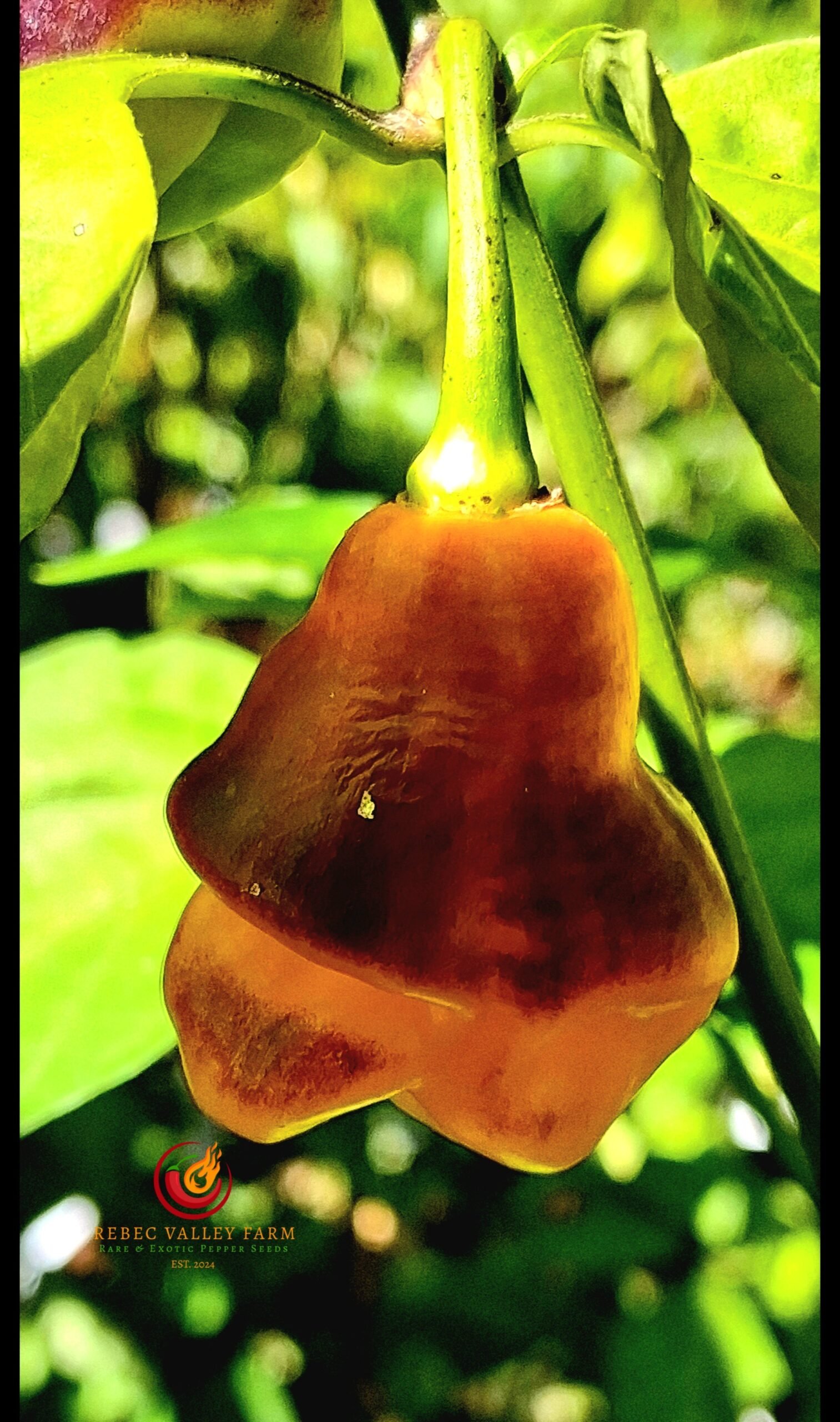 School Bus Karen Pepper - Image 3