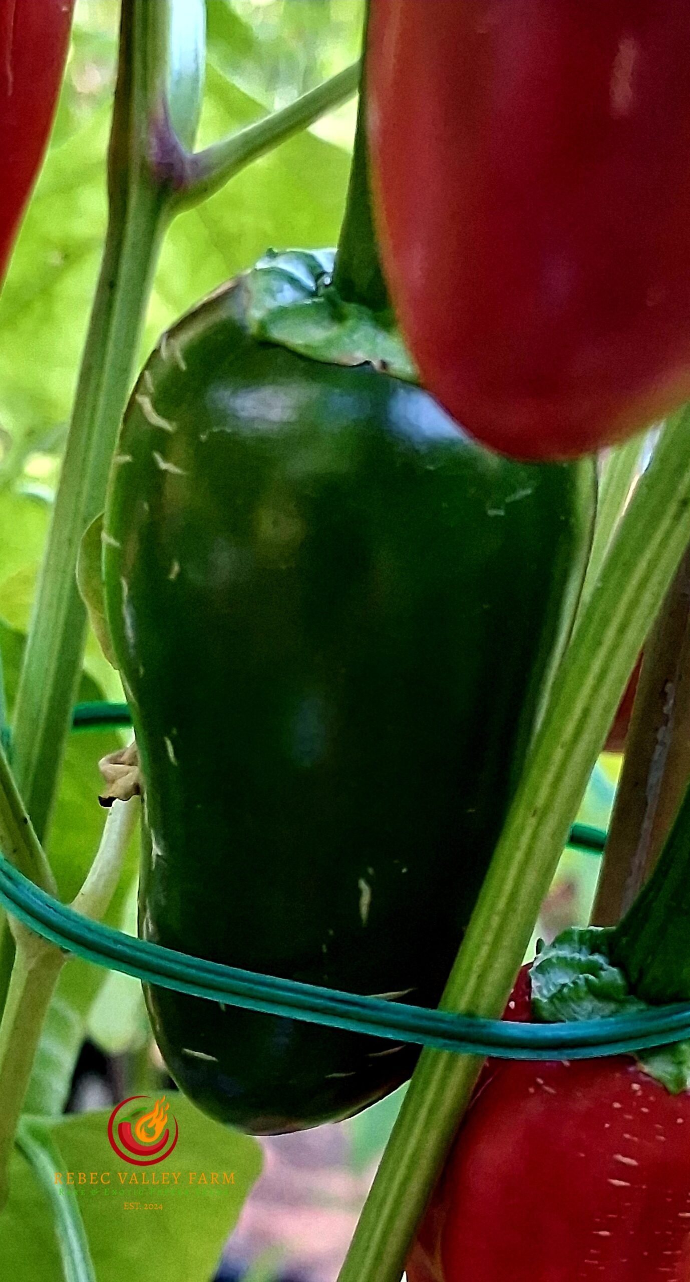 Classic Jalapeno Pepper - Image 2