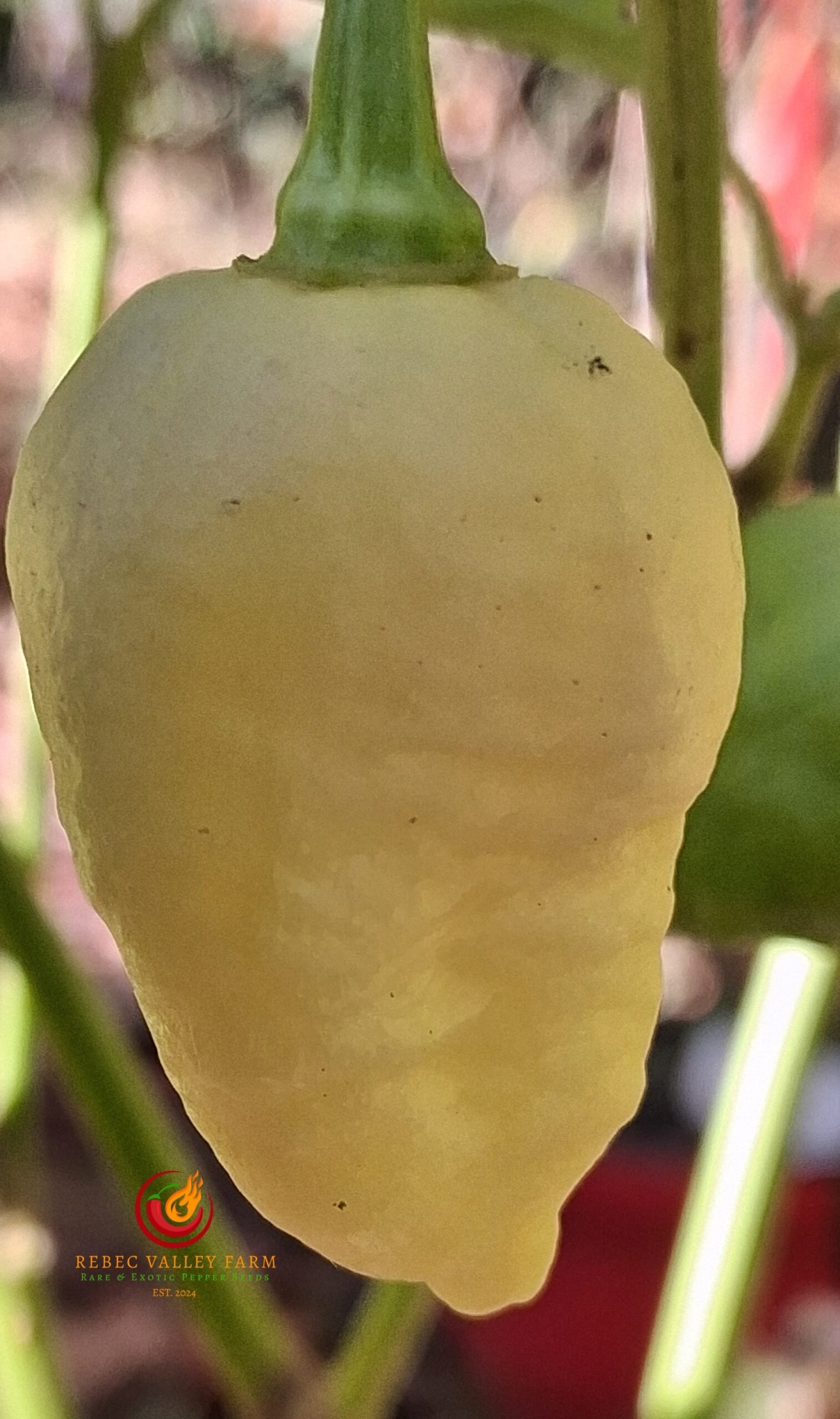 Mini White Ghost Jami Pepper - Image 3