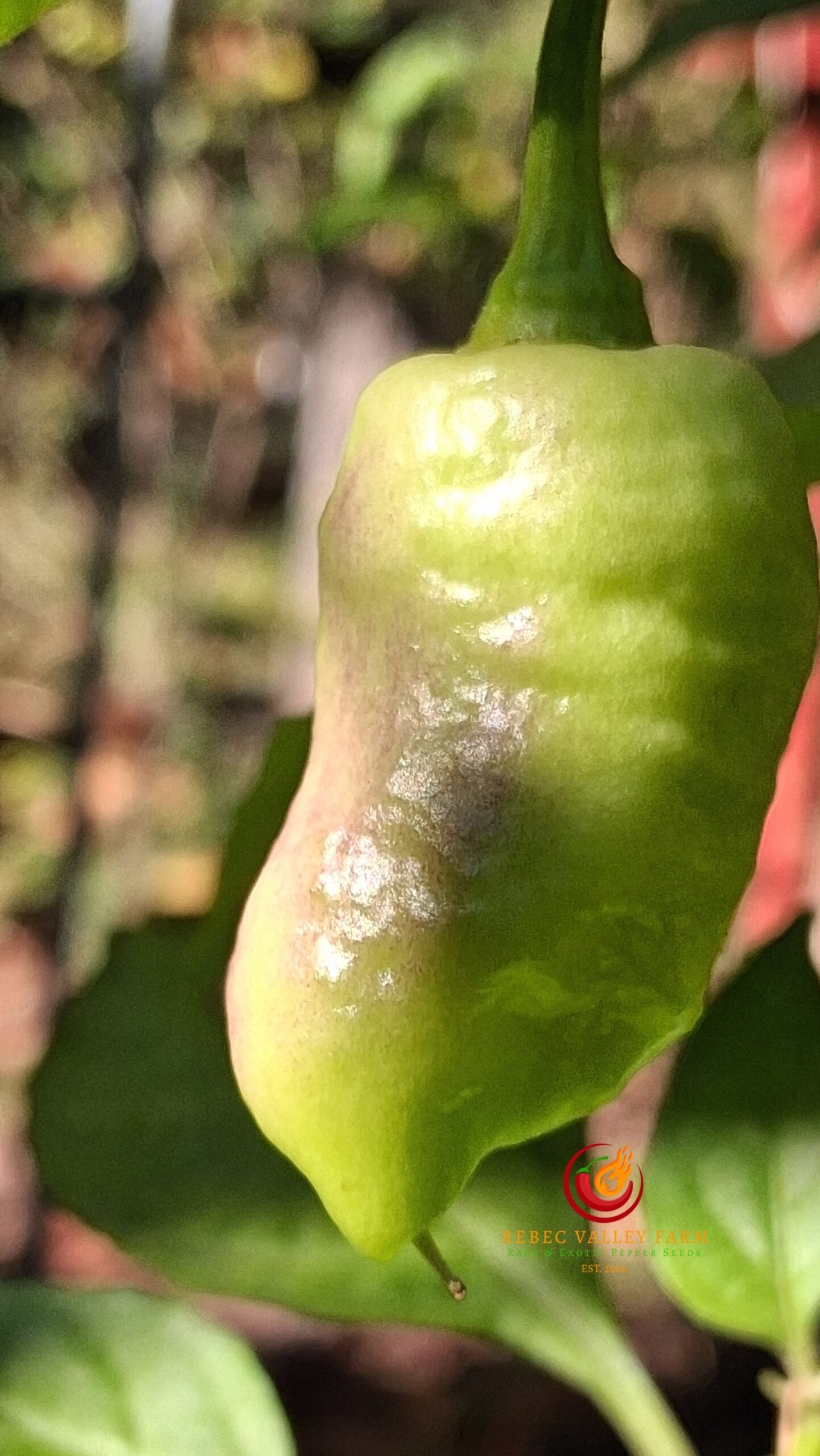Mini White Ghost Jami Pepper - Image 4