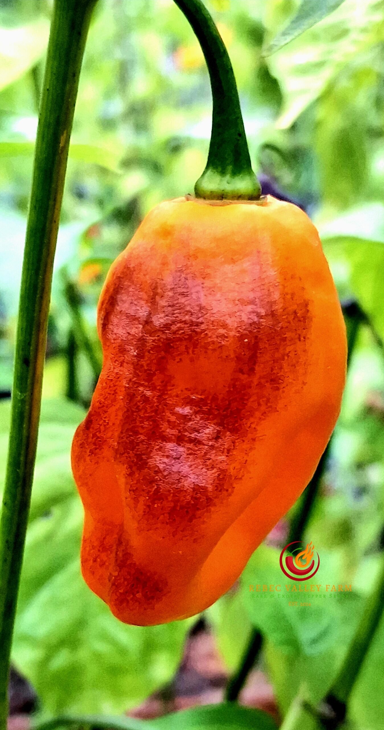 School Bus Karen Pepper - Image 2