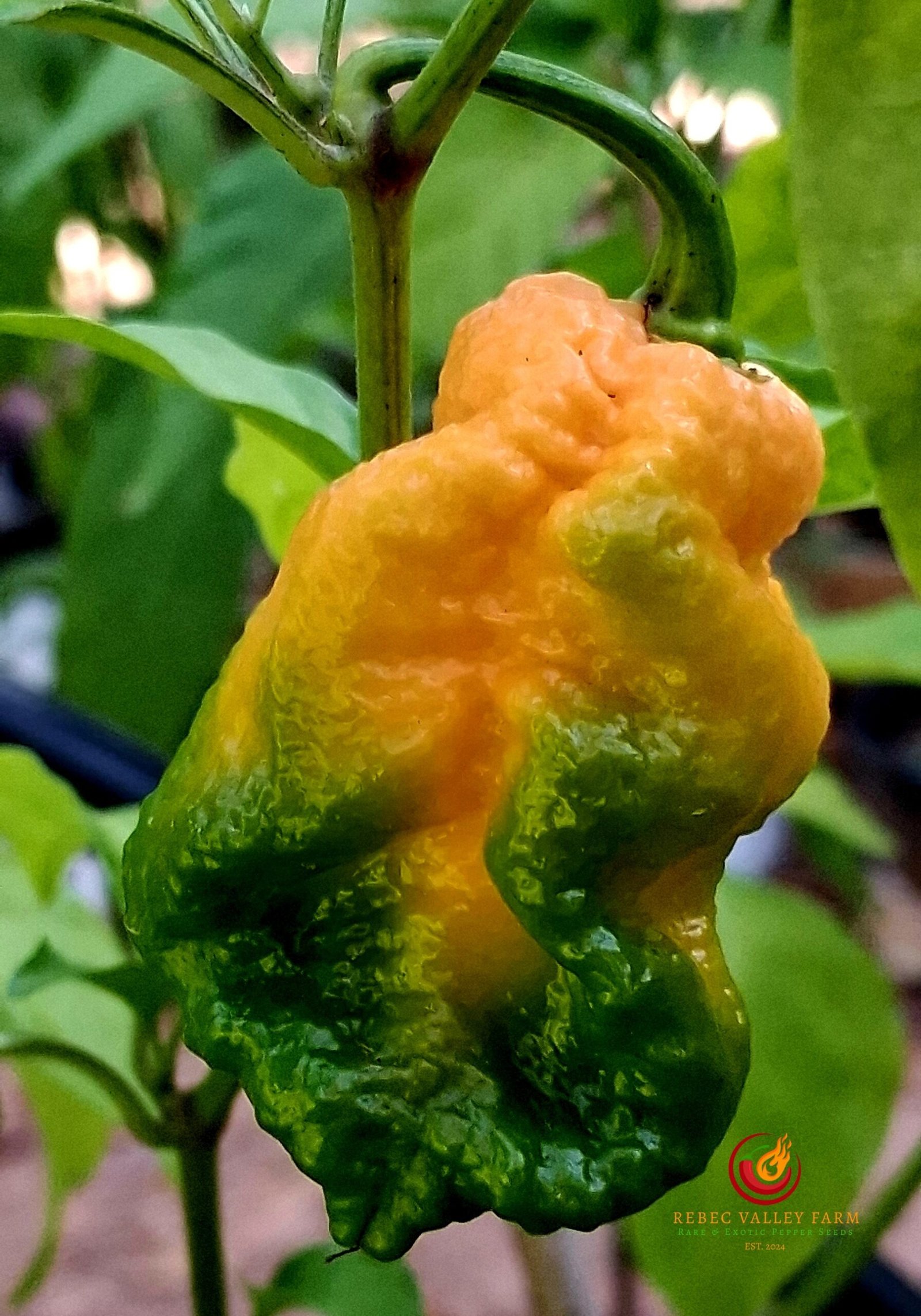 Trinidad Moruga Scorpion Peach Pepper - Image 6