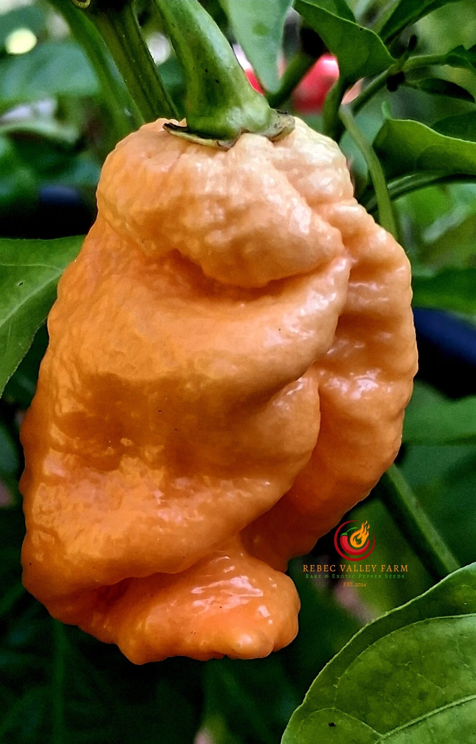 Trinidad Moruga Scorpion Peach Pepper - Image 5