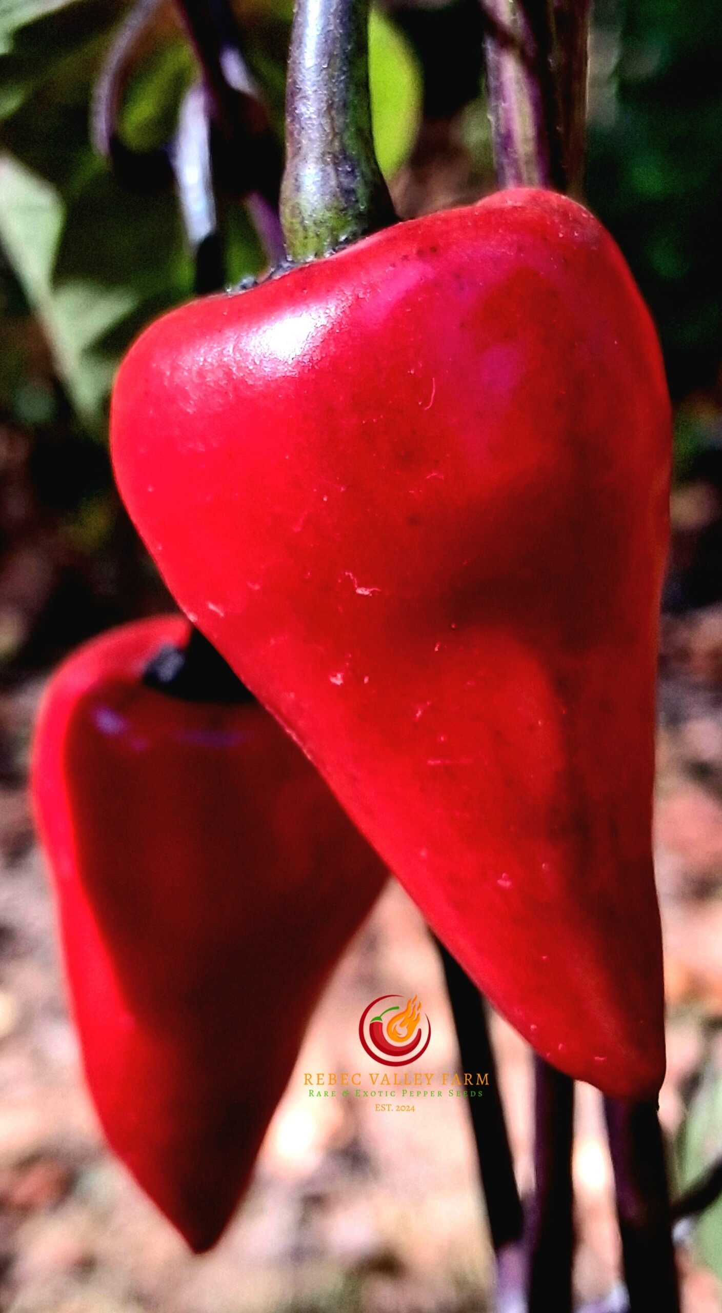 Deadpool Jalapeno Pepper - Image 4