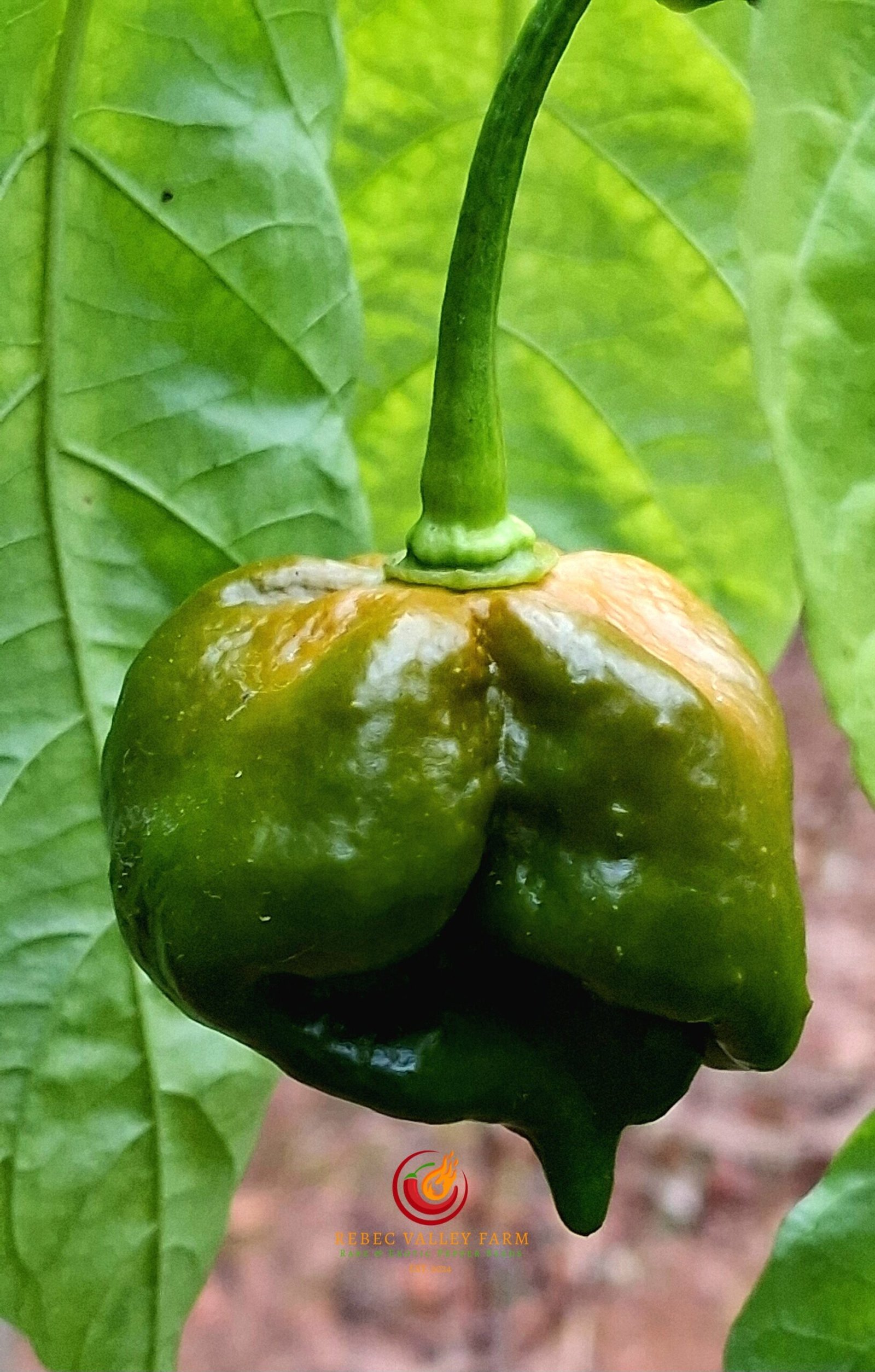 Swamp Thing Mustard Pepper - Image 3