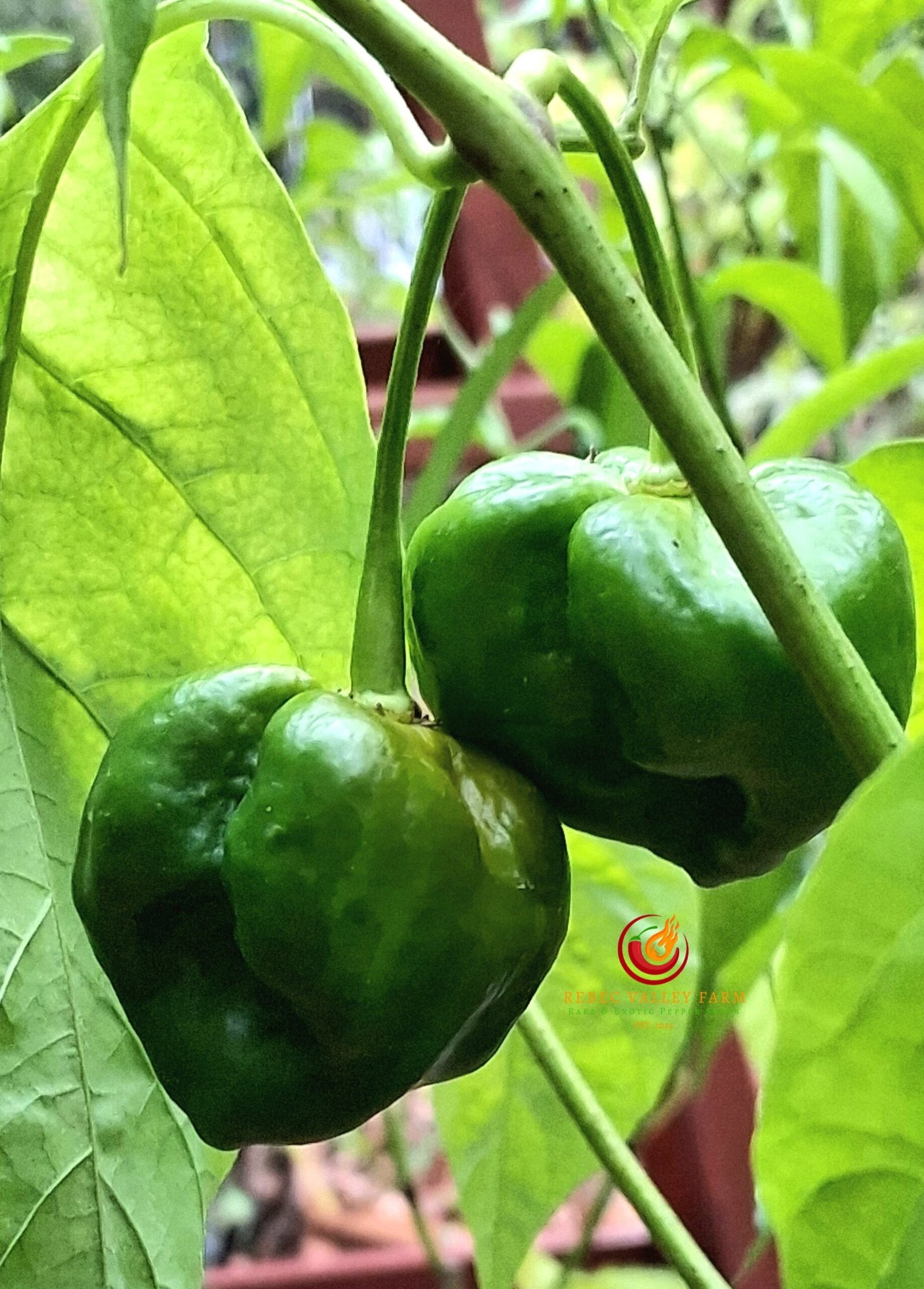 Swamp Thing Mustard Pepper - Image 2