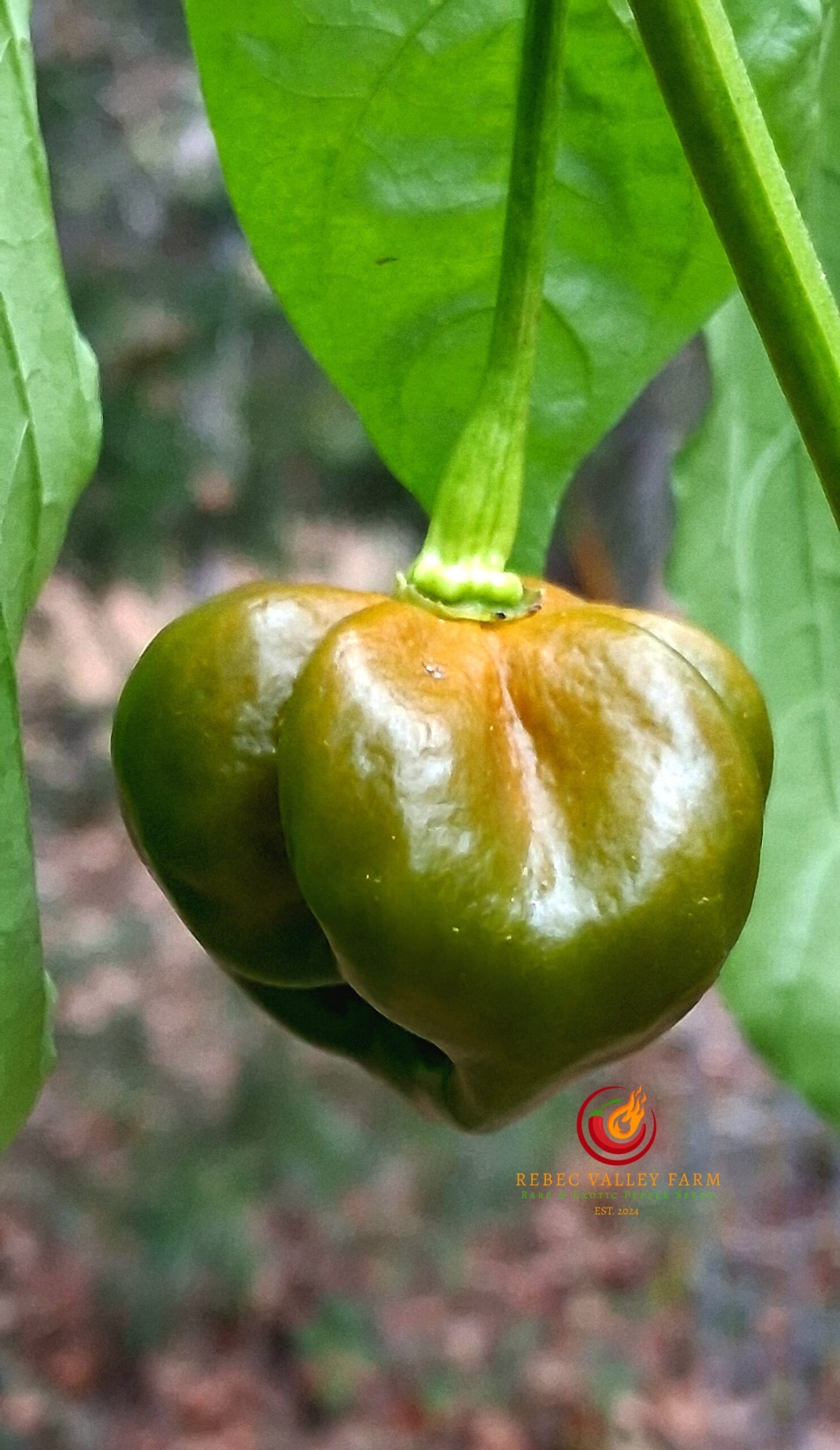 Swamp Thing Mustard Pepper - Image 4