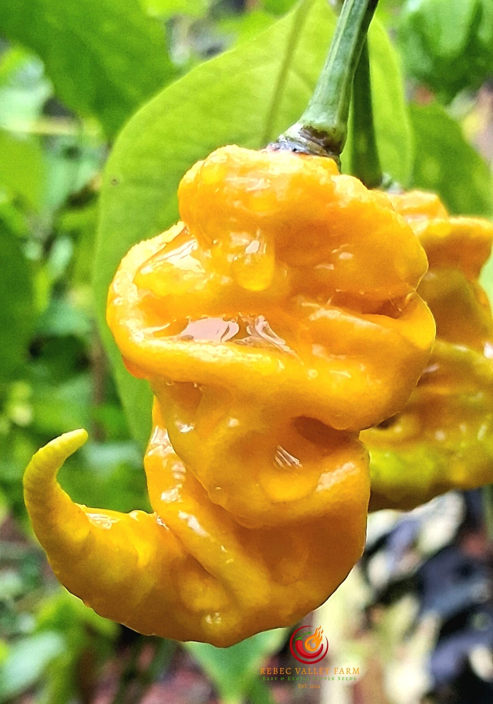 Golden Tiberius Mauler Pepper - Image 6