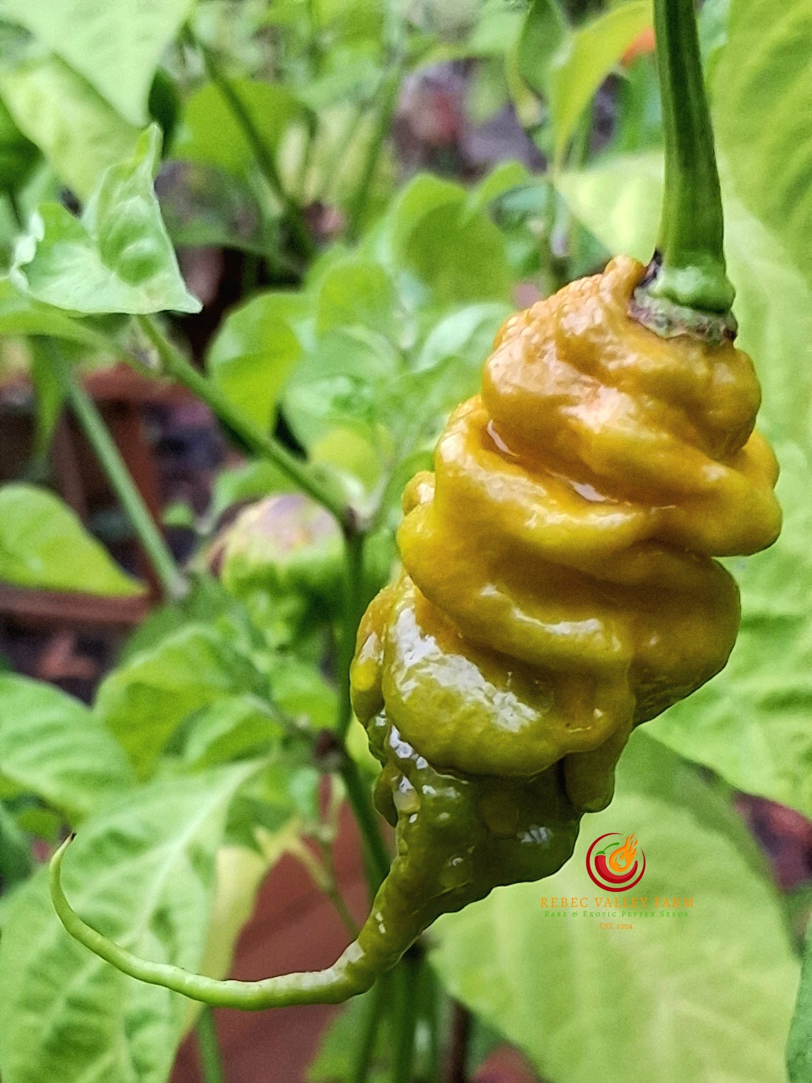 Golden Tiberius Mauler Pepper - Image 5