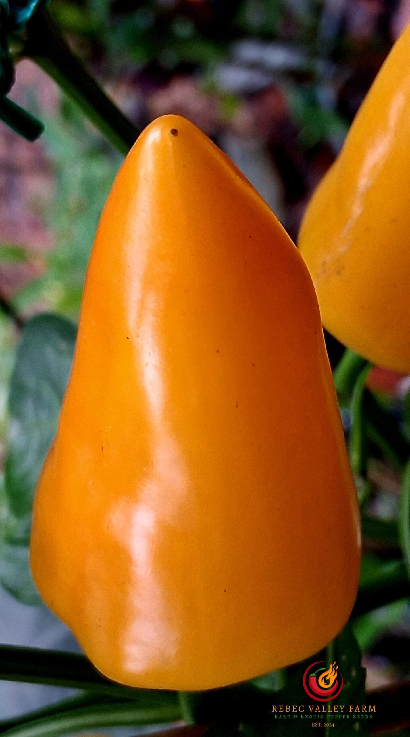 Yellow Fresno Pepper - Image 3
