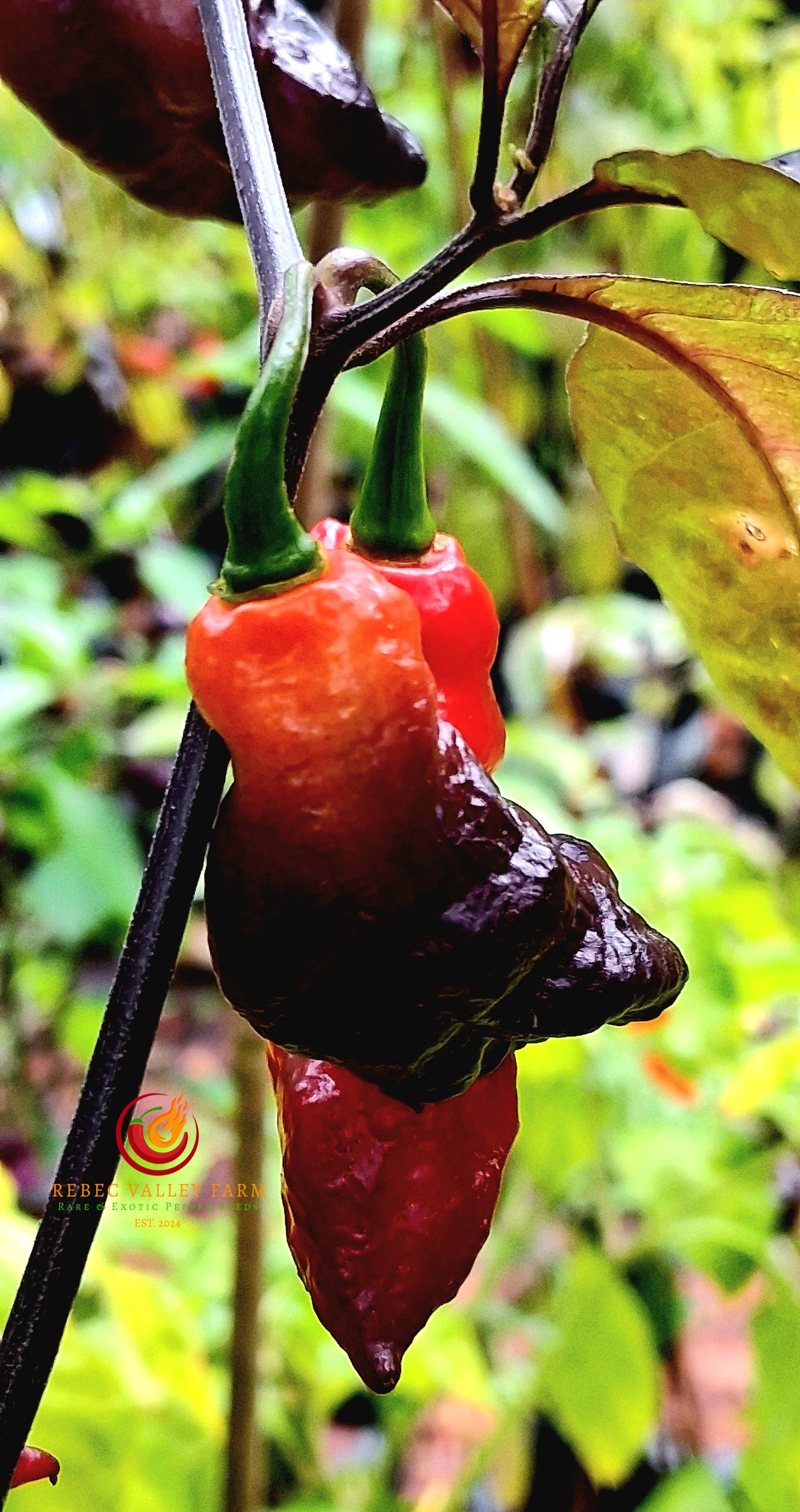 Purple (Bhut Jolokia) Ghost Pepper - Image 4