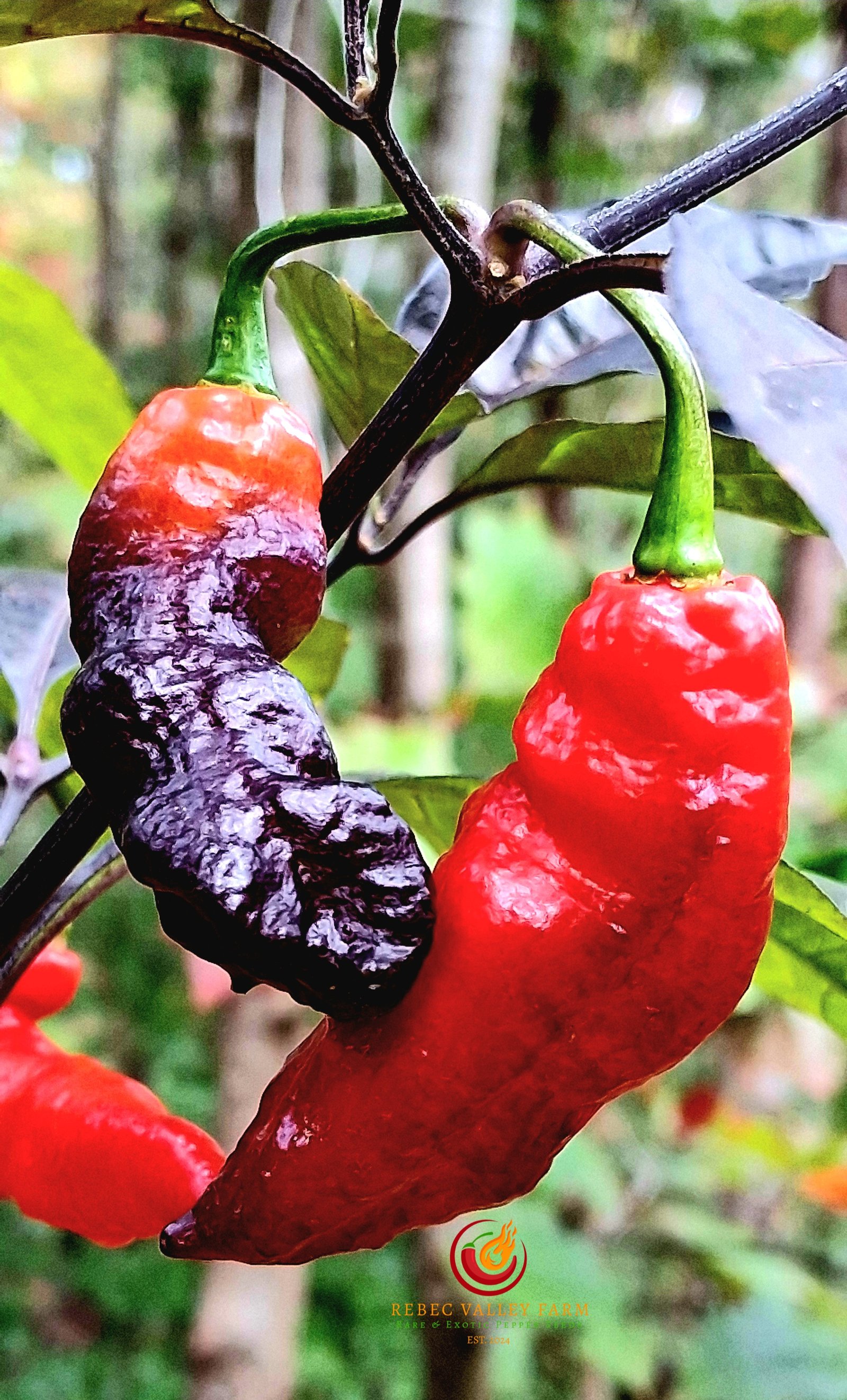 Purple (Bhut Jolokia) Ghost Pepper - Image 3