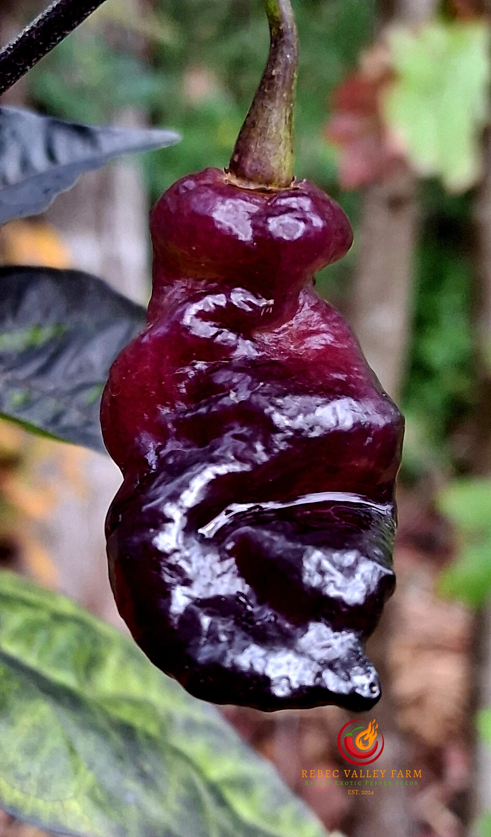 Purple (Bhut Jolokia) Ghost Pepper - Image 2