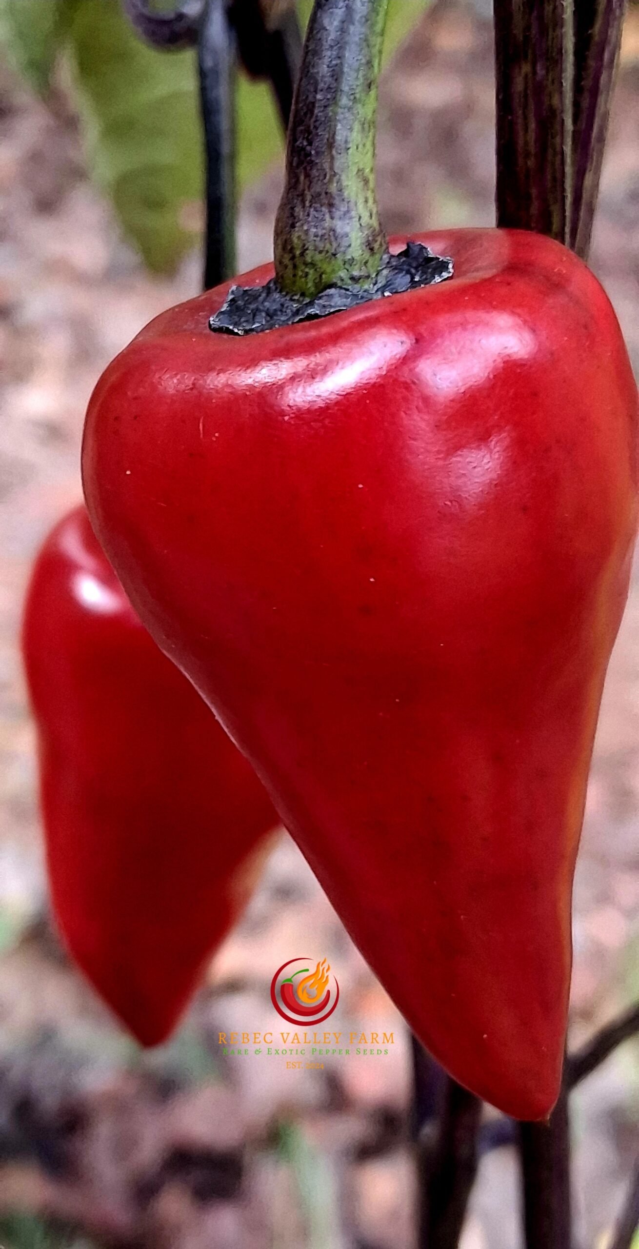 Deadpool Jalapeno Pepper - Image 5