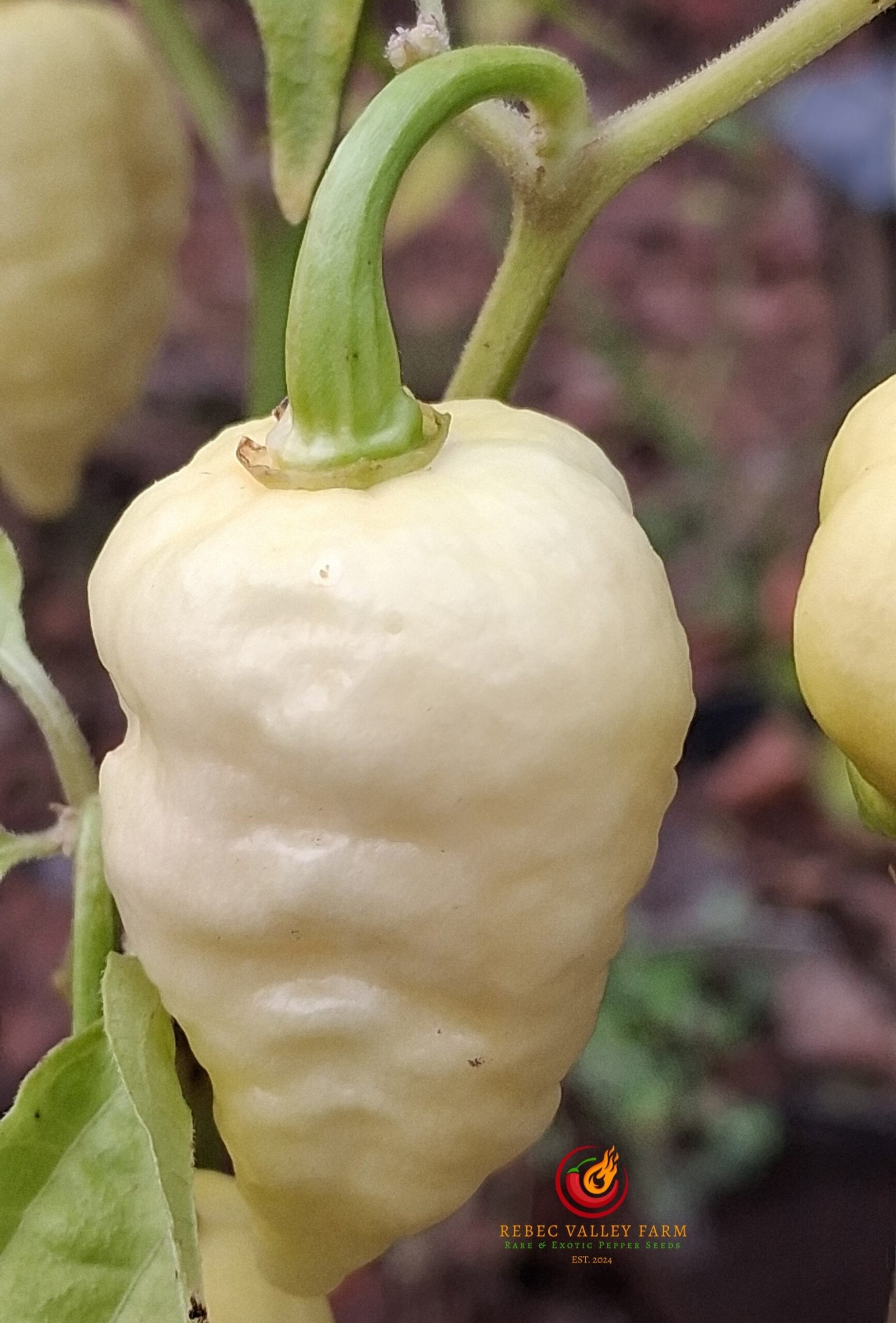 Mini White Ghost Jami Pepper - Image 2