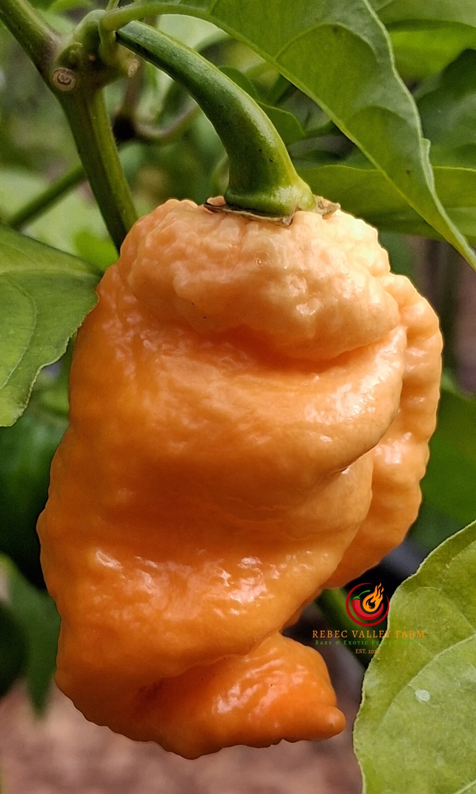 Trinidad Moruga Scorpion Peach Pepper - Image 3