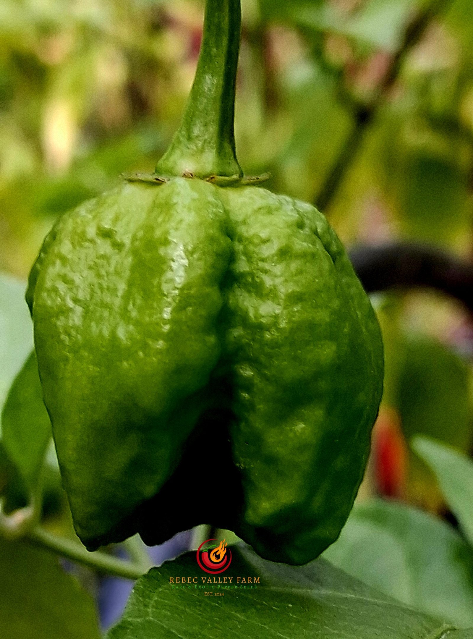 Trinidad Moruga Scorpion Peach Pepper - Image 2
