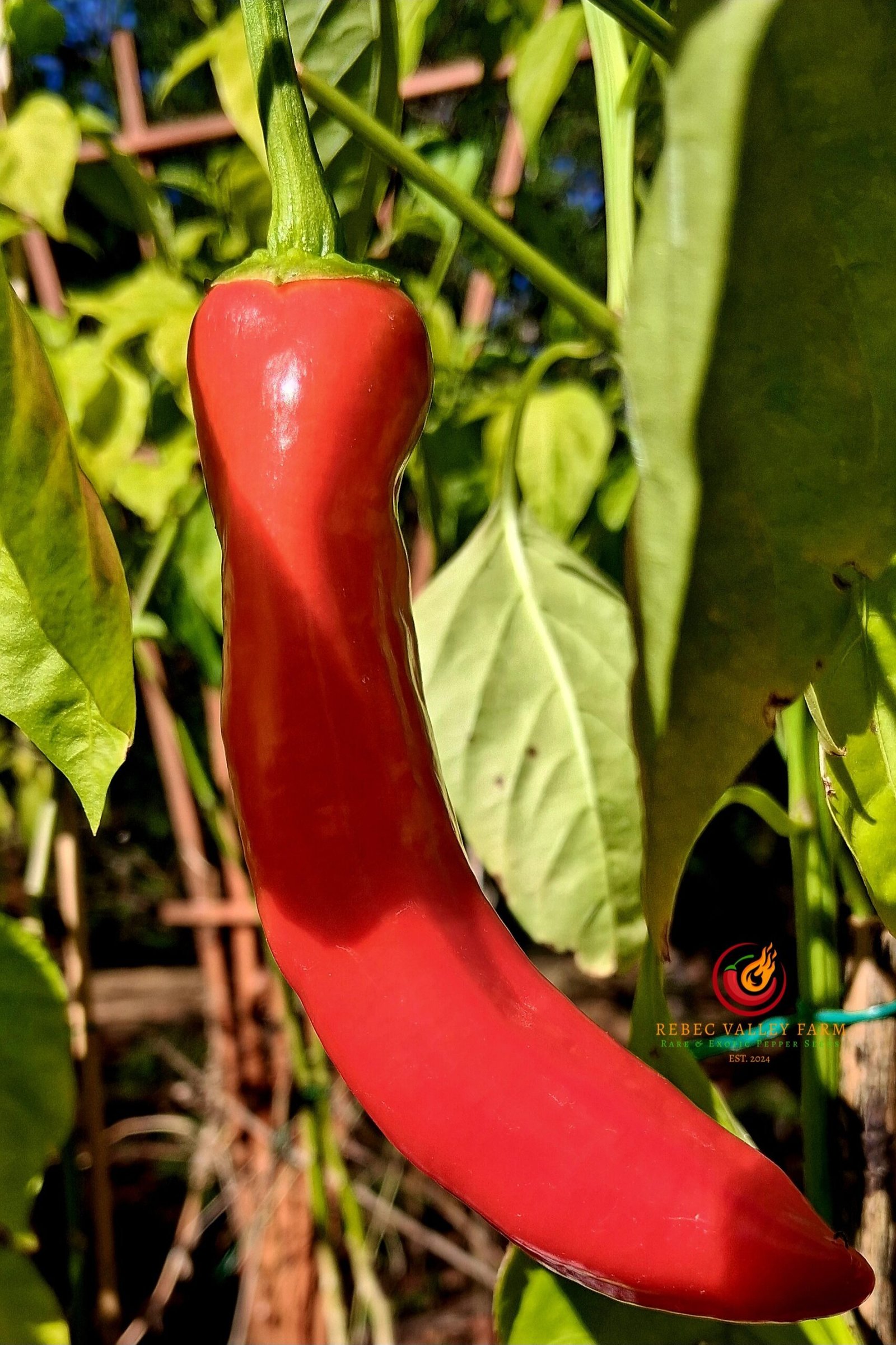 Hangjiao 1 Corona Pepper - Image 3