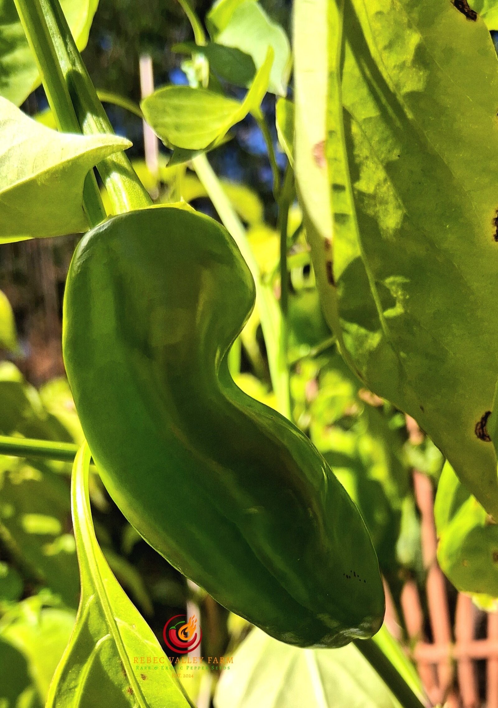 Hangjiao 1 Corona Pepper - Image 2