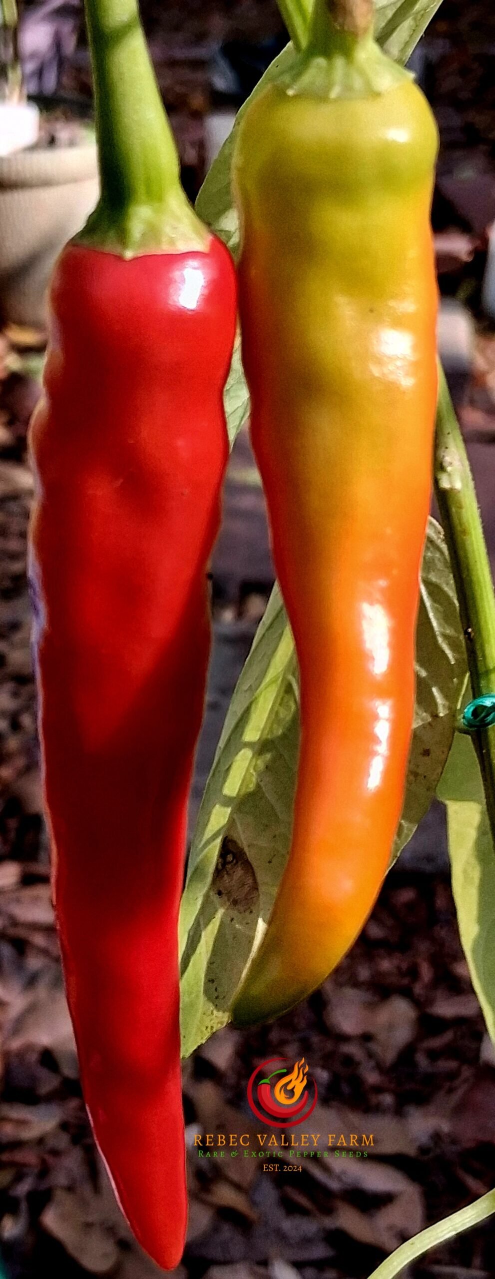 Siling Haba Pepper - Image 2