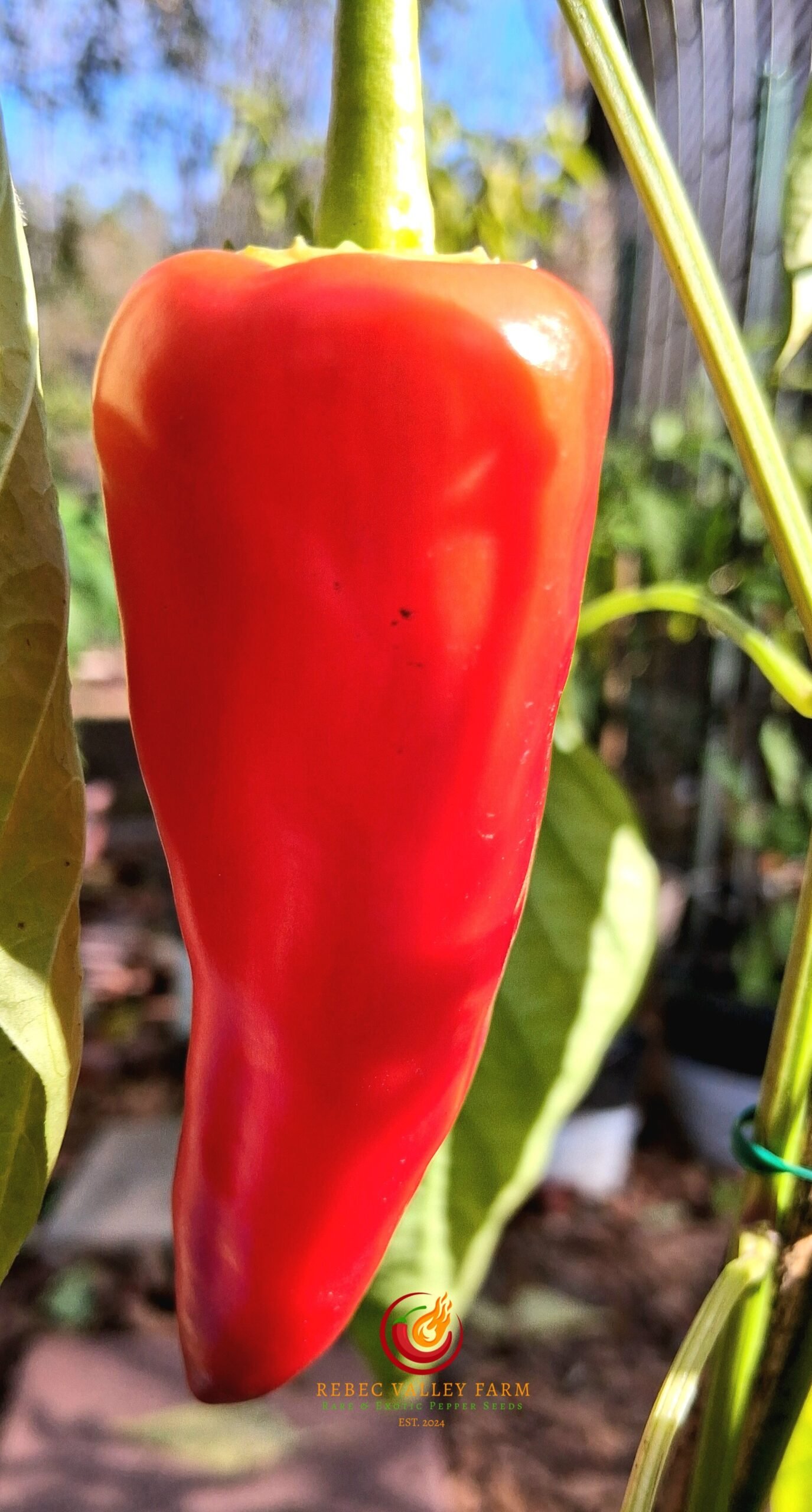 Philippine Sweet Red Pepper - Image 3