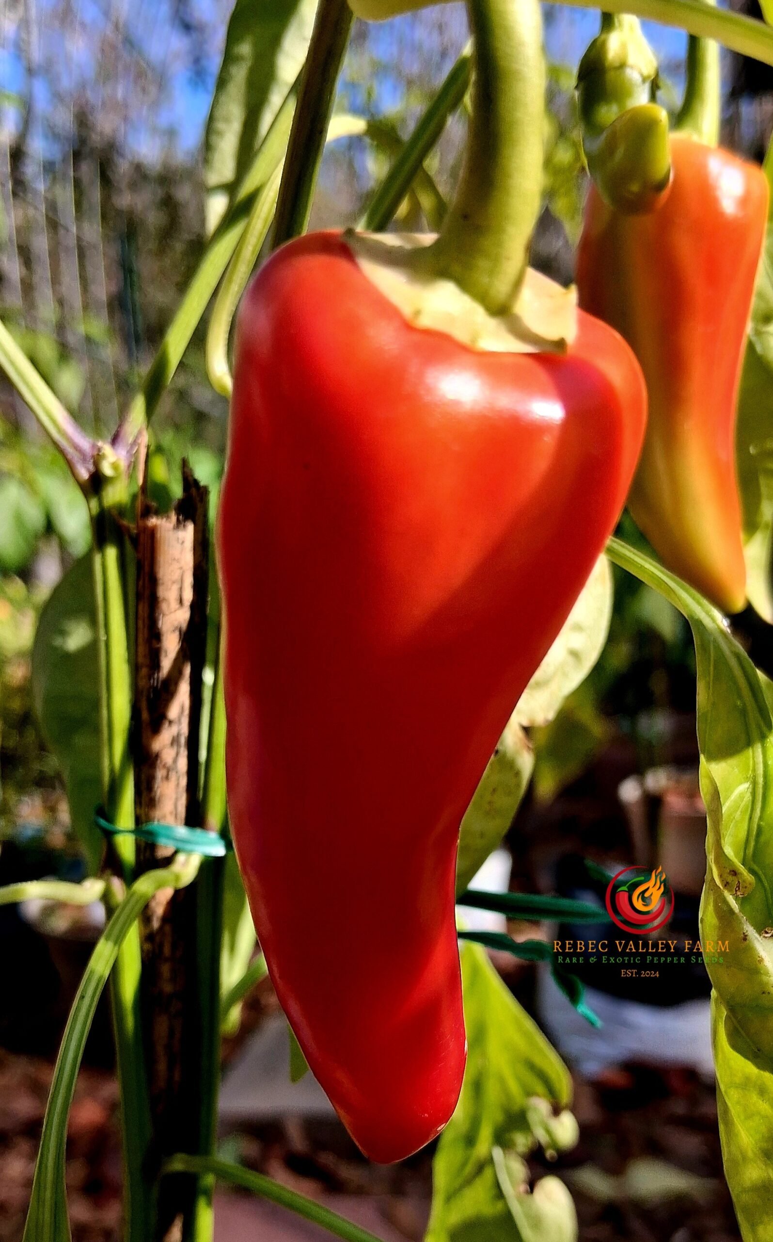 Philippine Sweet Red Pepper - Image 2