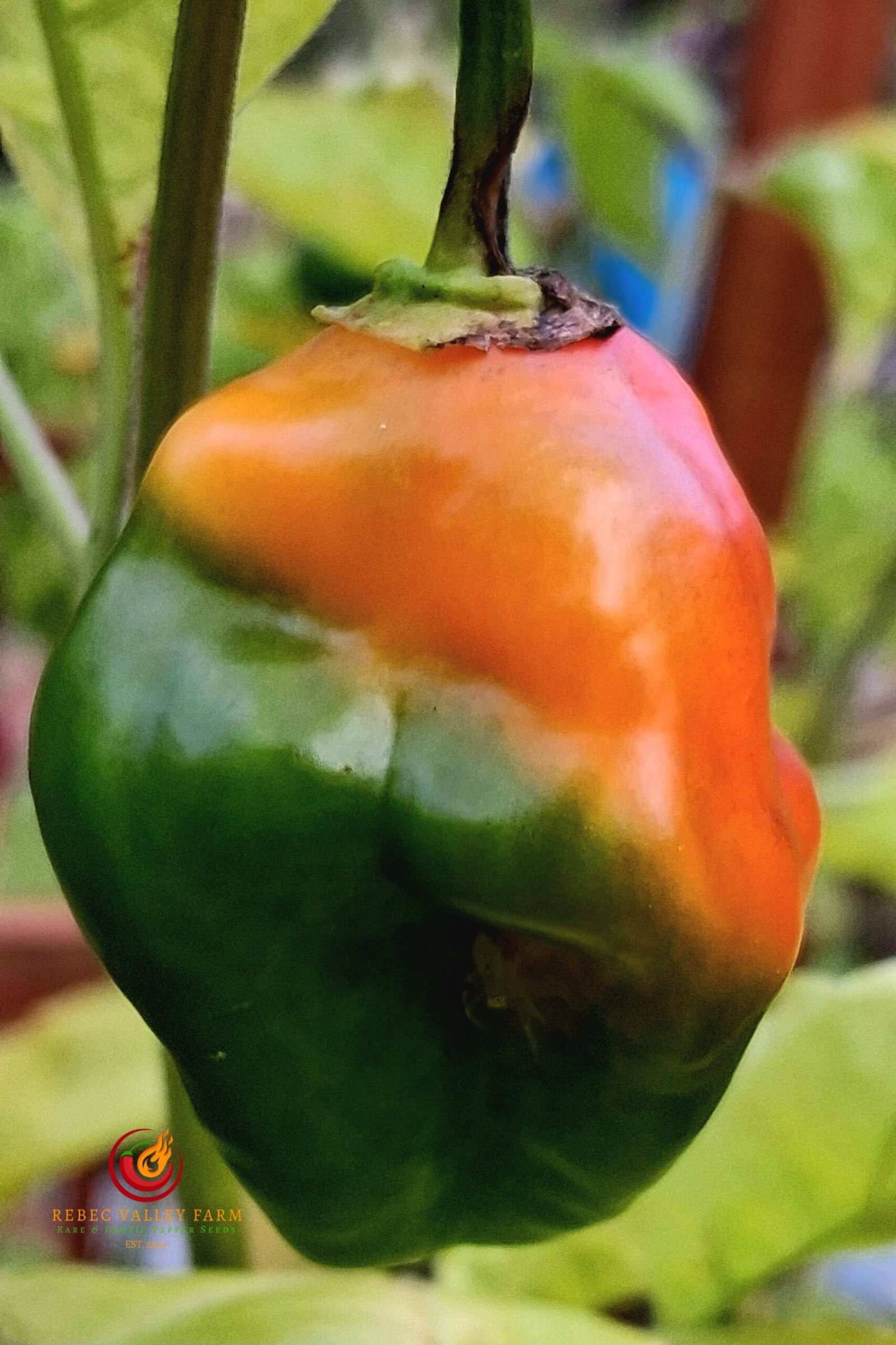 Bido Tocana Pepper - Image 2