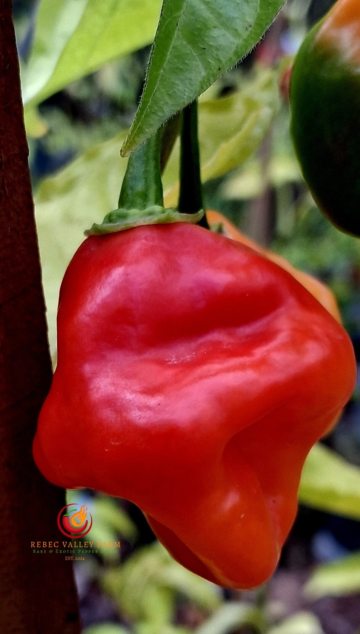 Bido Tocana Pepper - Image 4