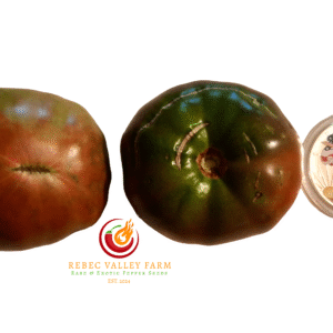 Black from Tula Tomato