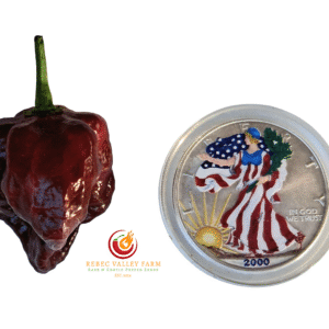 Trinidad Chocolate Scorpion Pepper