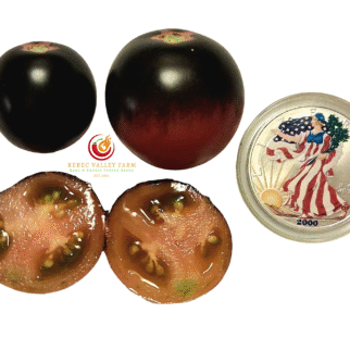 Soeur des Coeurs H-34 Rose Tomato