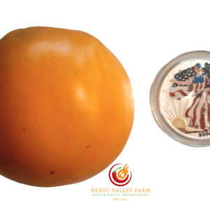 Dixie Golden Giant Tomato