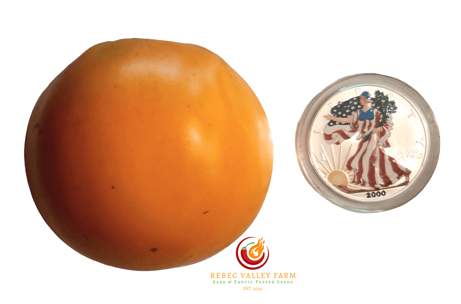 Dixie Golden Giant Tomato
