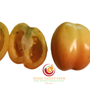 Douchoua Pepper Tomato