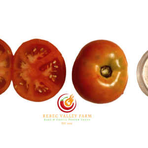 Dwarf Champion Tomato