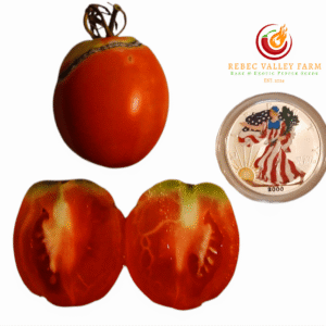 Dwarf Laura's Bounty Tomato