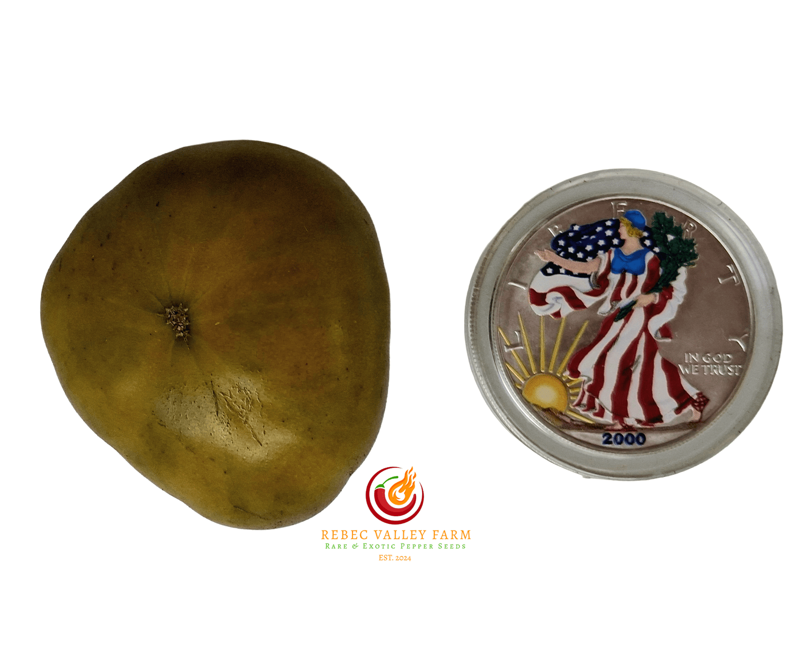 Dwarf Uluru Ochre Tomato - Image 5