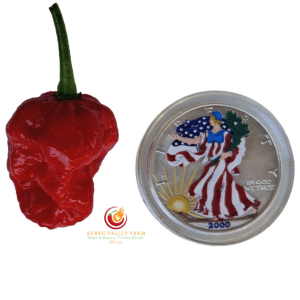 KS Crimson Starr Pepper