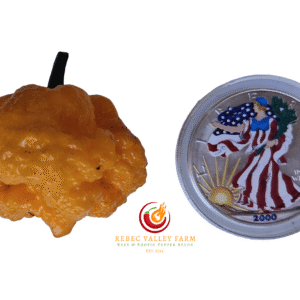 MA Daisy Cutter Pepper