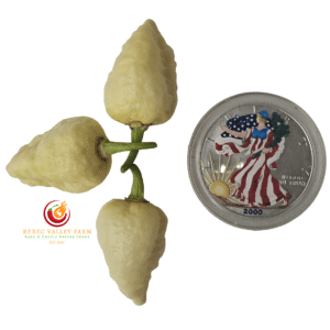 Mini White Ghost Jami Pepper