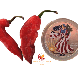 Purple (Bhut Jolokia) Ghost Pepper
