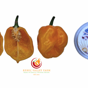 Yellow Caribbean Habanero Pepper