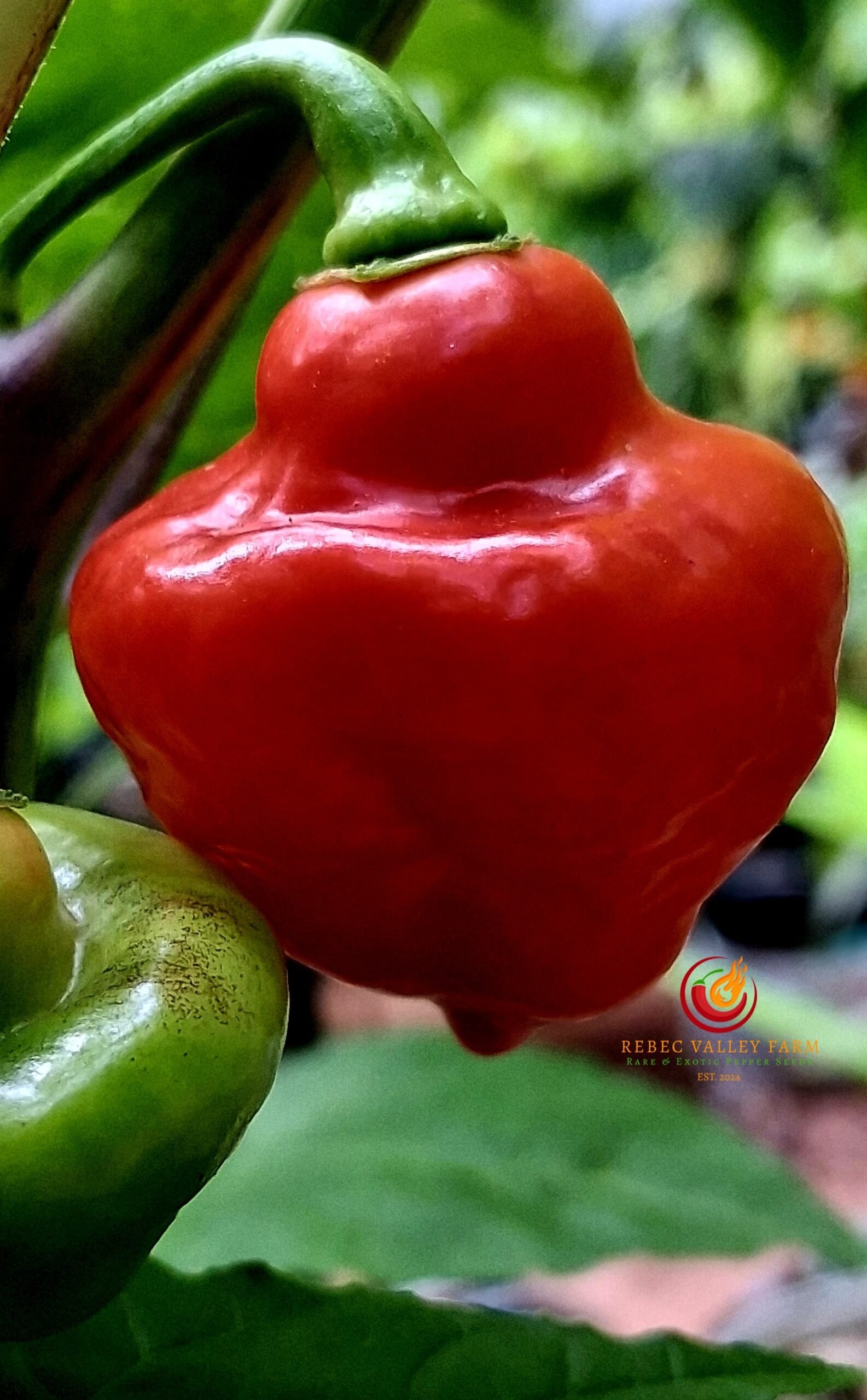 Jamaican Red Hot Pepper - Image 3