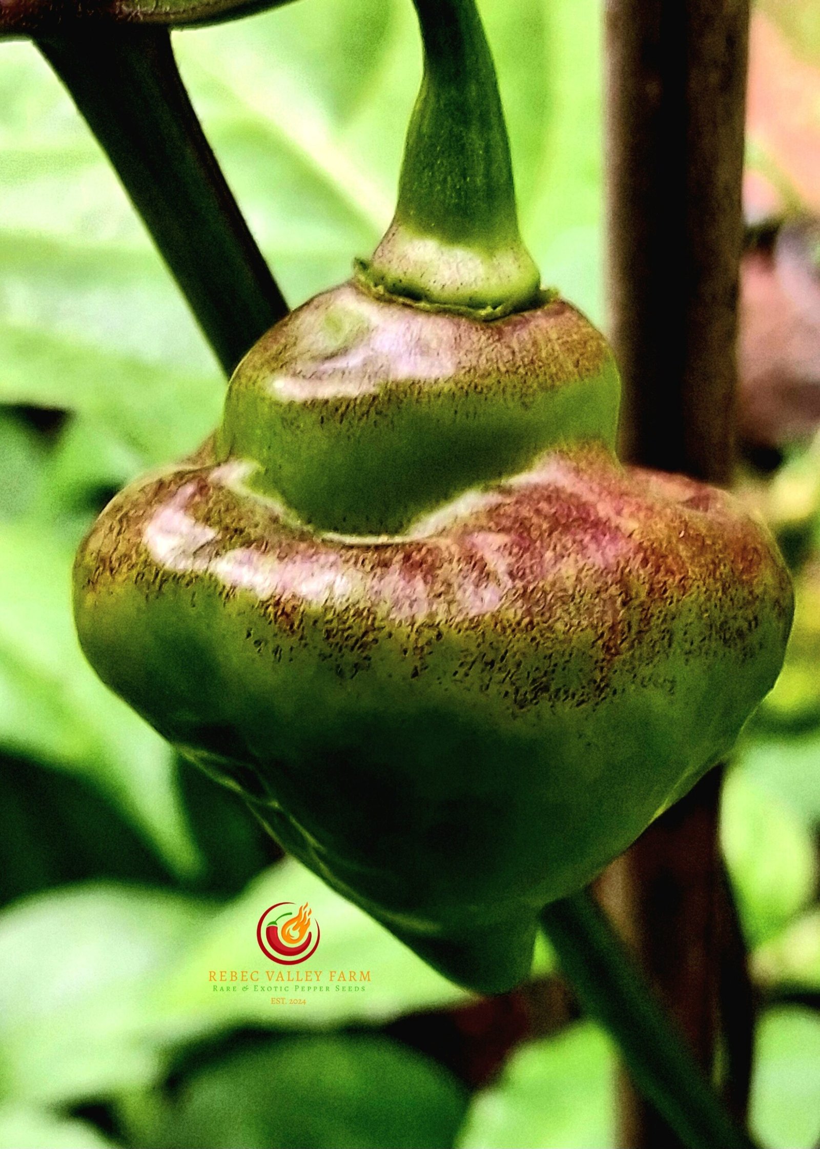 Jamaican Red Hot Pepper - Image 4