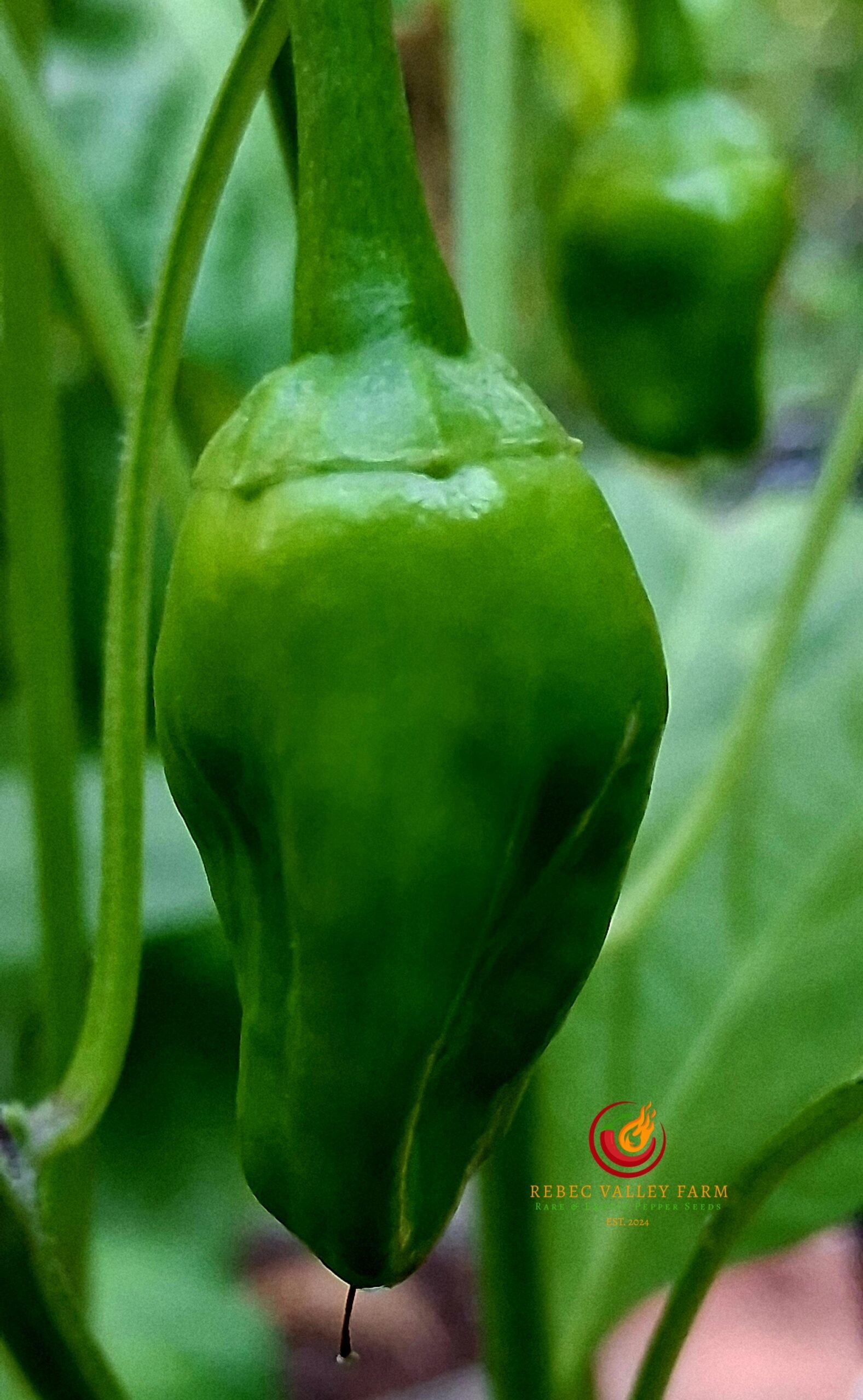 Hinklehatz Pepper - Image 2