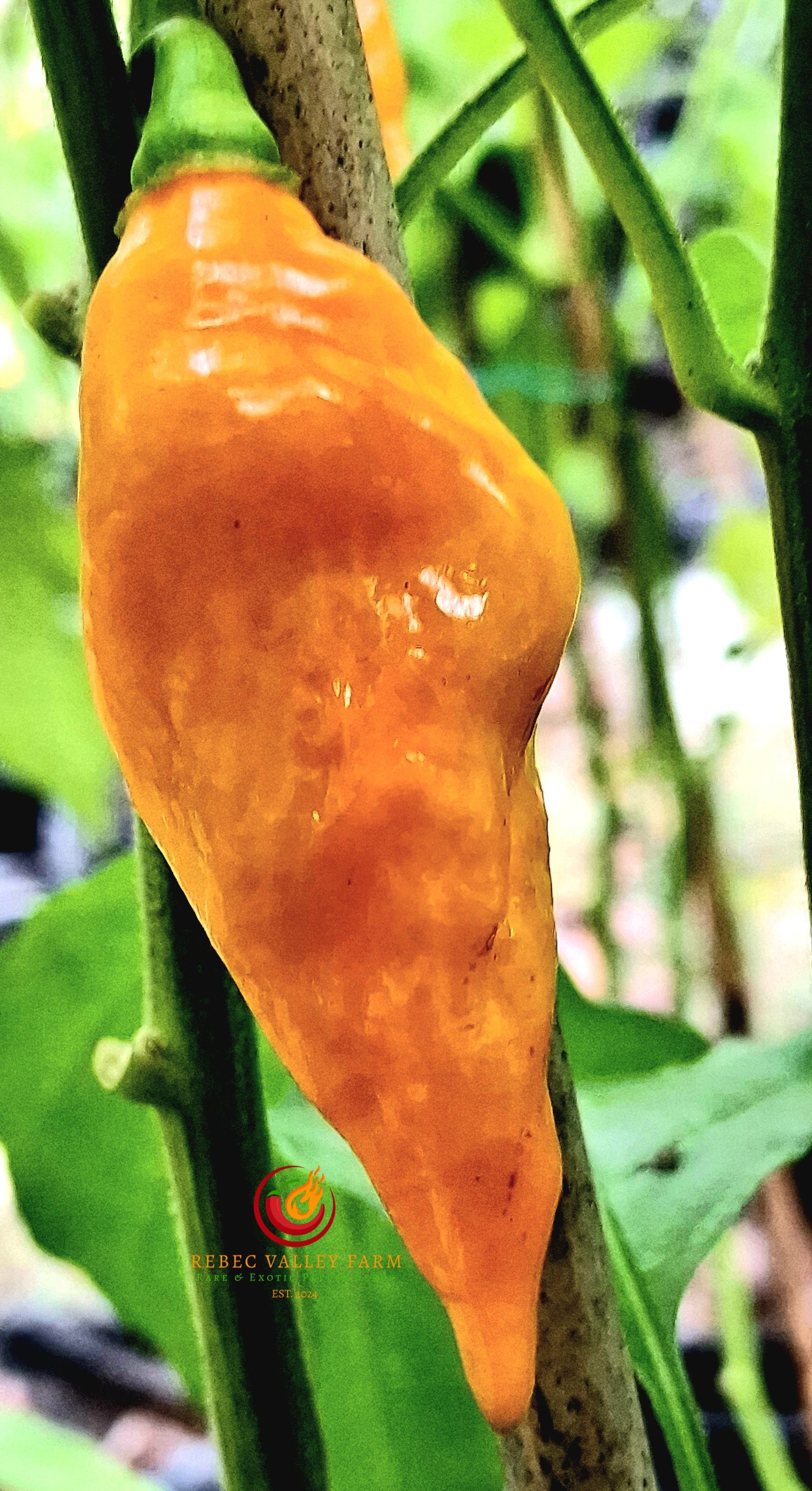 Pointed Mustard Habanero Pheno Pepper - Image 4